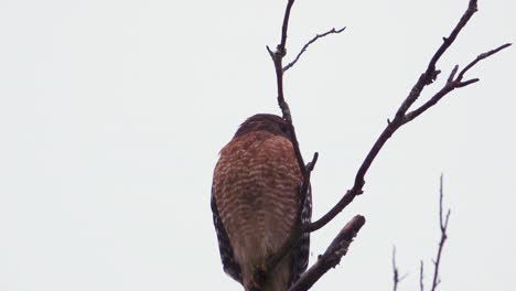 red shouldered hawk perched on a large, barren branch in the pouring rain