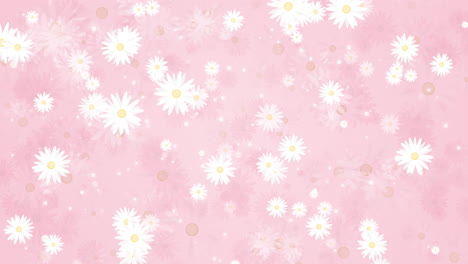 chamomile flowers with white petals. summer plants that rotate, appear and disappear. seamless pink background. abstract motion graphics. looped video.