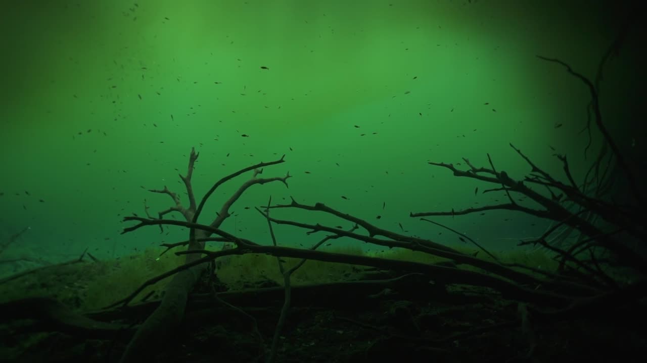A mesmerizing underwater view showcasing the crystal-clear freshwater of Cenote Carwash (Aktun Ha), often featuring a shaft of sunlight penetrating the water's surface