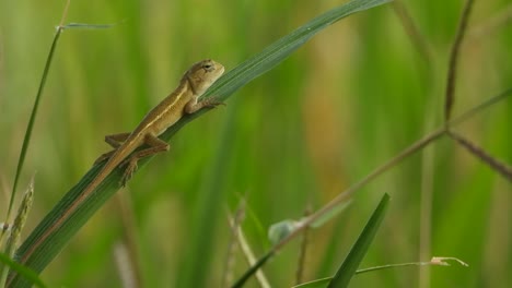 lizard relaxing on rice leaf