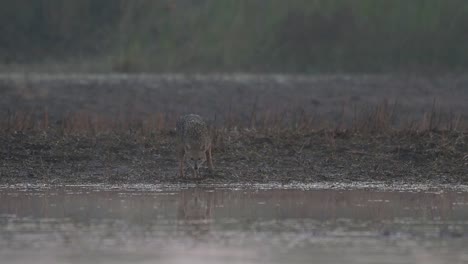 Goldschakal-In-Der-Nähe-Von-Teich-Am-Morgen