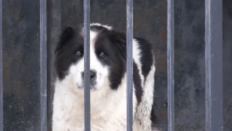 A dog behind bars