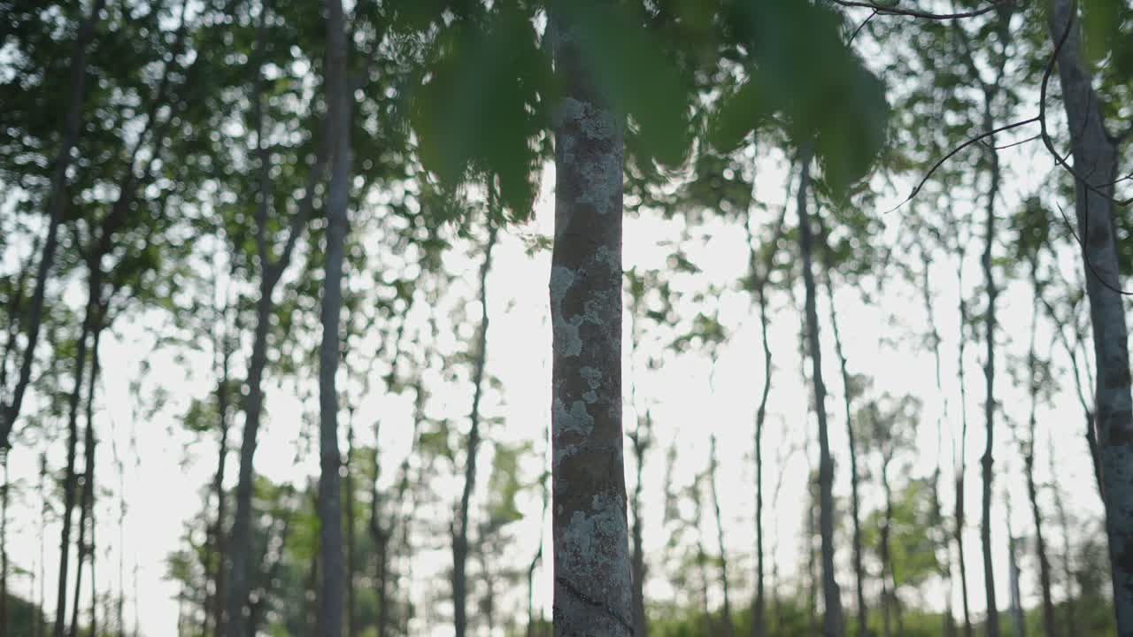 Rubber Plantation with Sunlight