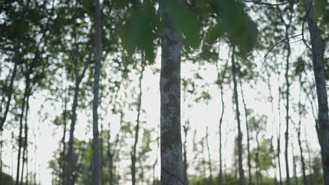 rubber plantation with sunlight