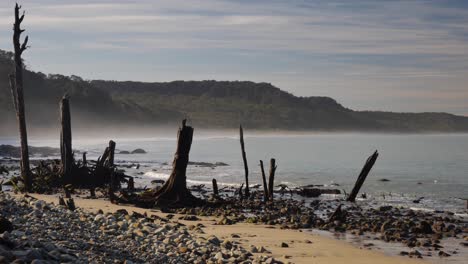 pan across misty, rocky ocean beach with standing dead wood trees