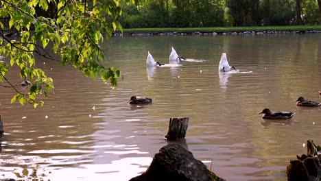 a family of swans dunking their heads in a lake with ducks swimming by