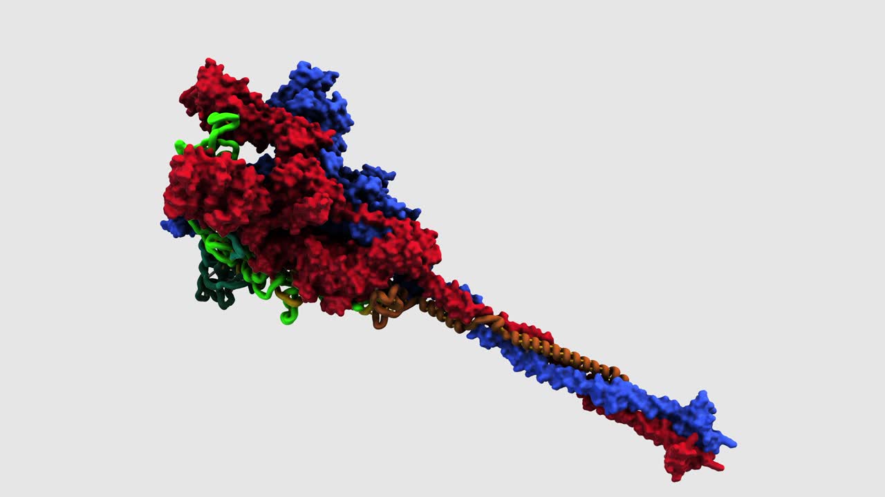 sars-cov-2 스파이크 단백질 대각선 회전 루프