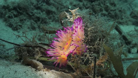 a artistic unique underwater video of a vibrant sea creature lit by the light of a scuba divers snoot video torch