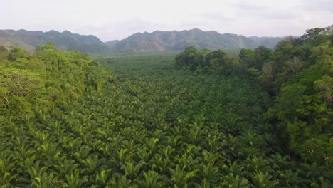 aerial over a young coffee plantation on hillsides in coban guatemala 5