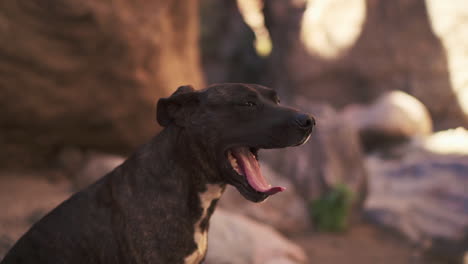 perro bostezando en cámara lenta, lindo perro de raza mixta en un entorno al aire libre