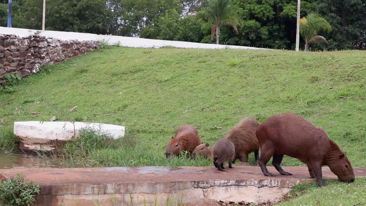 Adorable Capybara family eat grass by concrete river weir in Brazil