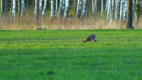 Wild-European-roe-deer-buck-eating-in-a-green-meadow,-calm-sunny-spring-evening,-birch-trees-in-background,-golden-hour,-medium-shot-from-a-distance