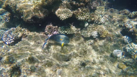exotic fish near the surf line underwater