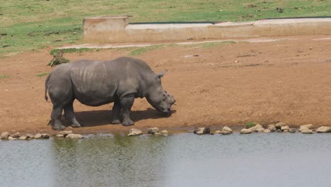 a white rhino standing motionless along the edge of a waterhole as a large oryx cautiously approaches in a wildlife enclosure, mpumalanga, south africa