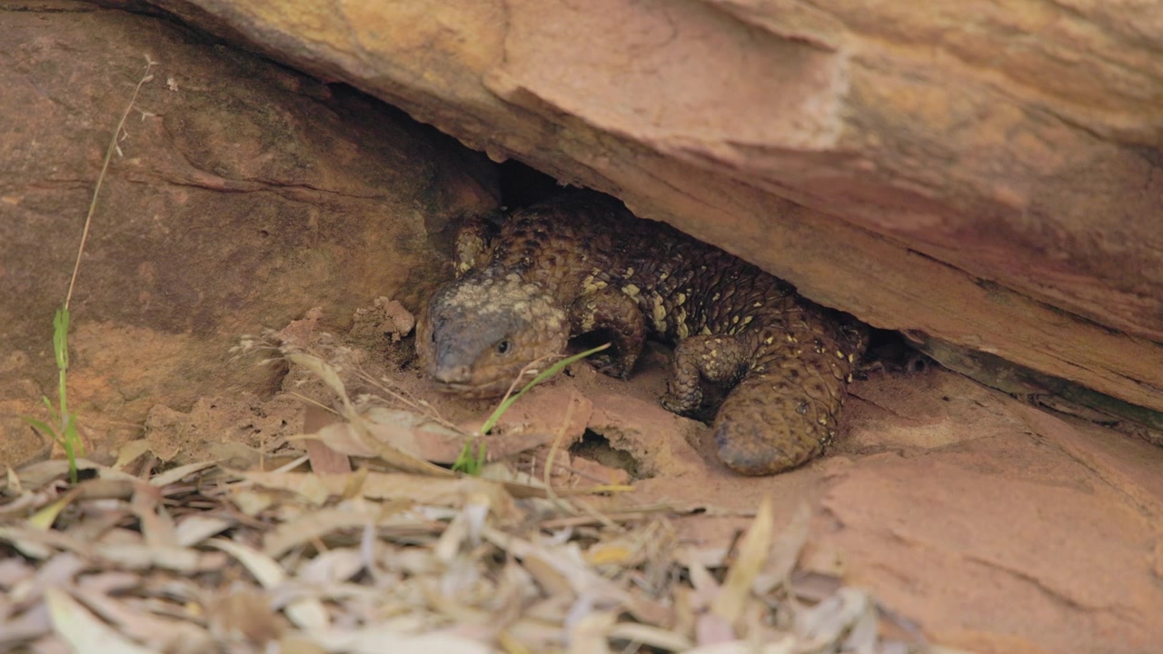 Lo Shingleback riposa sotto una roccia; è una lucertola dalla corporatura robusta con squame che assomigliano a quelle delle pigne, trovata nelle regioni aride dell'Australia. Il suo nome scientifico è Tiliqua rugosa.
