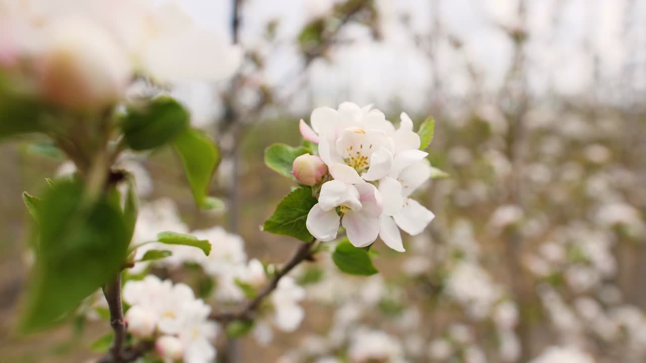 cerca de flor de manzana blanca en mayo en una granja de frutas de kent