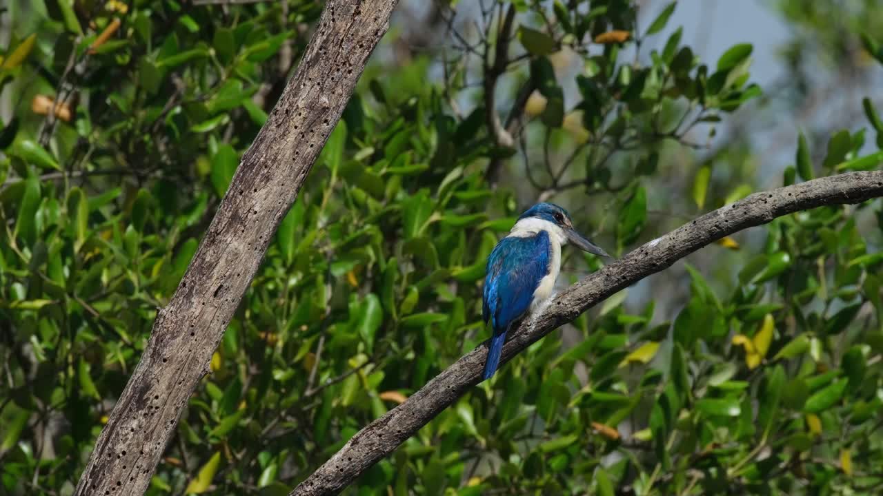 Facing to the right as seen from its back then turns it's head quickly, Collared Kingfisher Todiramphus chloris, Thailand