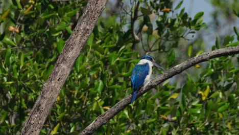 Blickt-Von-Seinem-Rücken-Aus-Nach-Rechts-Und-Dreht-Dann-Schnell-Den-Kopf,-Halsband-Eisvogel-Todiramphus-Chloris,-Thailand