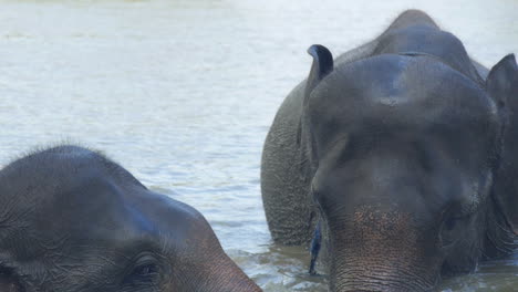 two sumatran elephant friends bathe together in the water