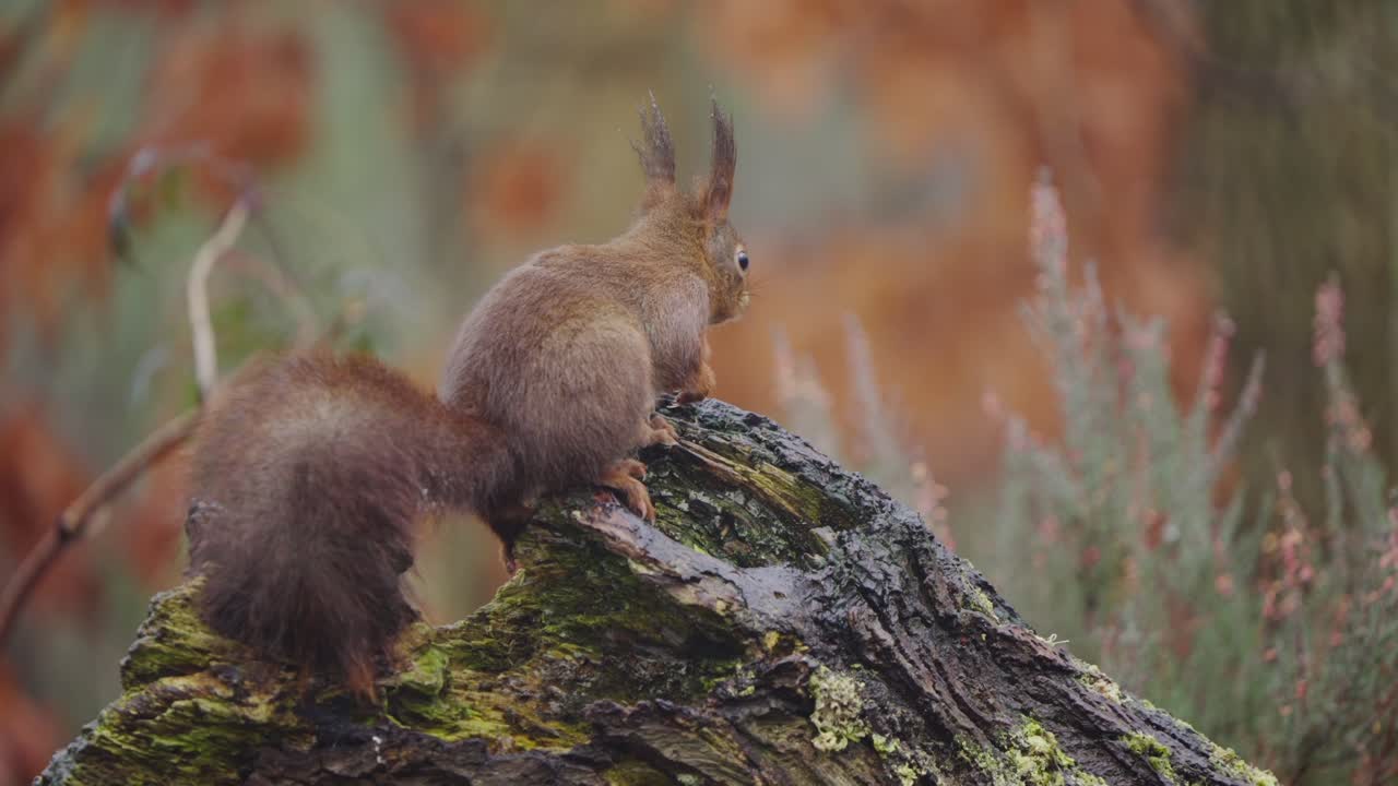 Red squirrel pauses mid step on moss covered log, alert and looking to the side in slow motion