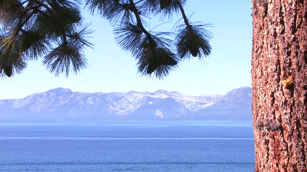 네바다 호수 타호의 바다에 소나무 바늘을 통해보기