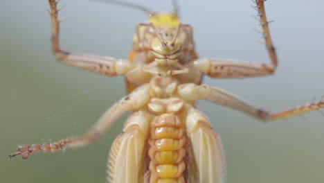 close up of locust