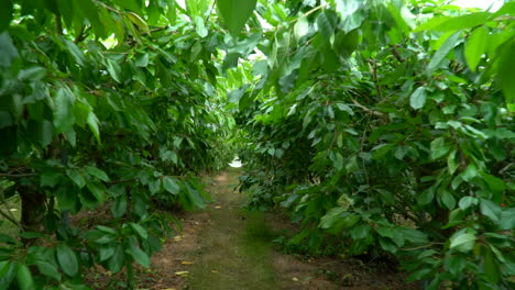 Toma-Panorámica-Amplia-Caminando-Entre-Hileras-De-Cerezos-Maduros