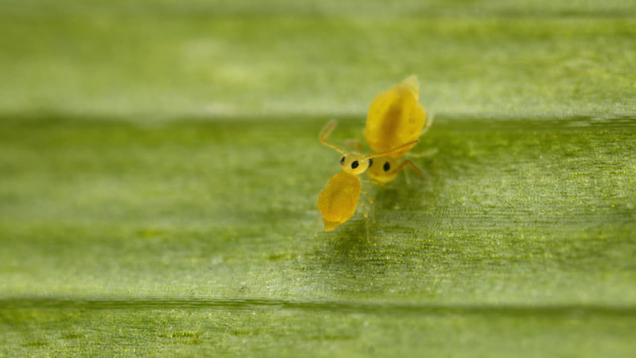 Adorable springtails giving affection to each other after mating. Globular springtails (family Sminthuridae) on leaf, macro view.