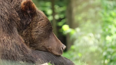 a large grizzly bear sleeps in the woods a large grizzly bear sleeps in the woods the wild nature life in the forest the bear is preparing for hibernation
