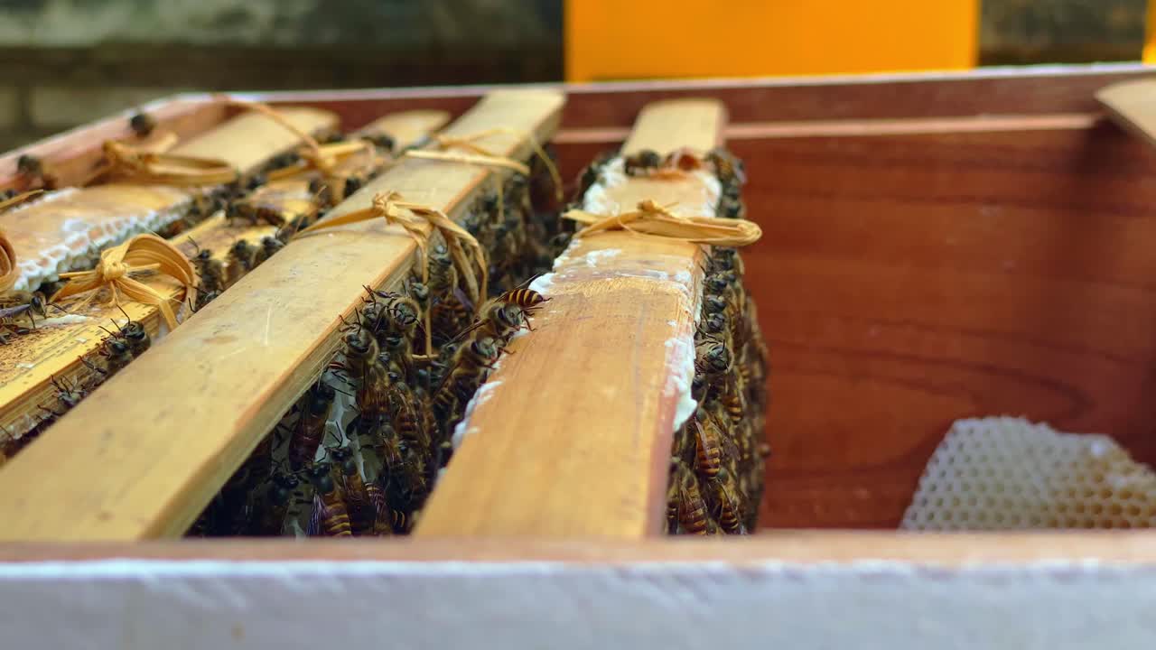 abeja de miel en la caja de colmena de madera