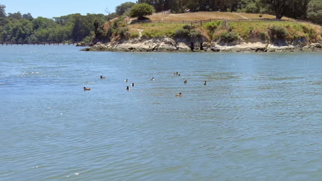 Gruppe-Von-Enten,-Die-Auf-Dem-Meer-Schwimmen