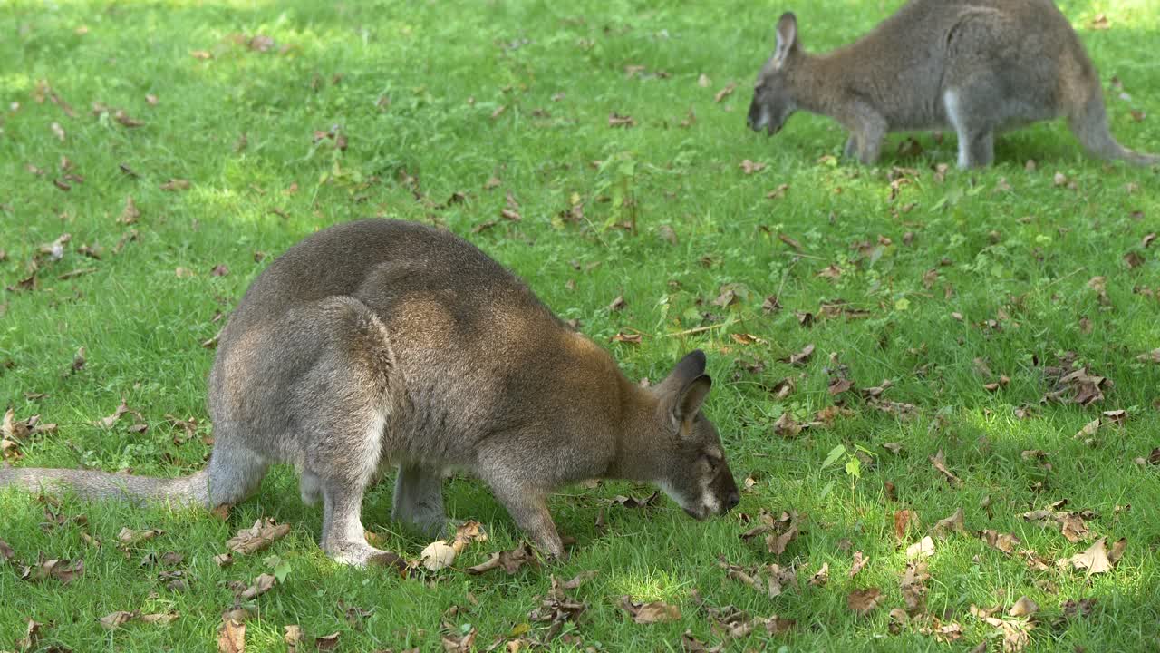 un par de canguros comiendo hierba de pradera con hojas cayendo durante el otoño en australia