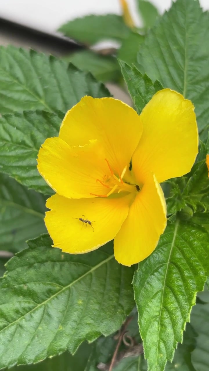 Small Ant Crawling on a Vibrant Yellow Flower