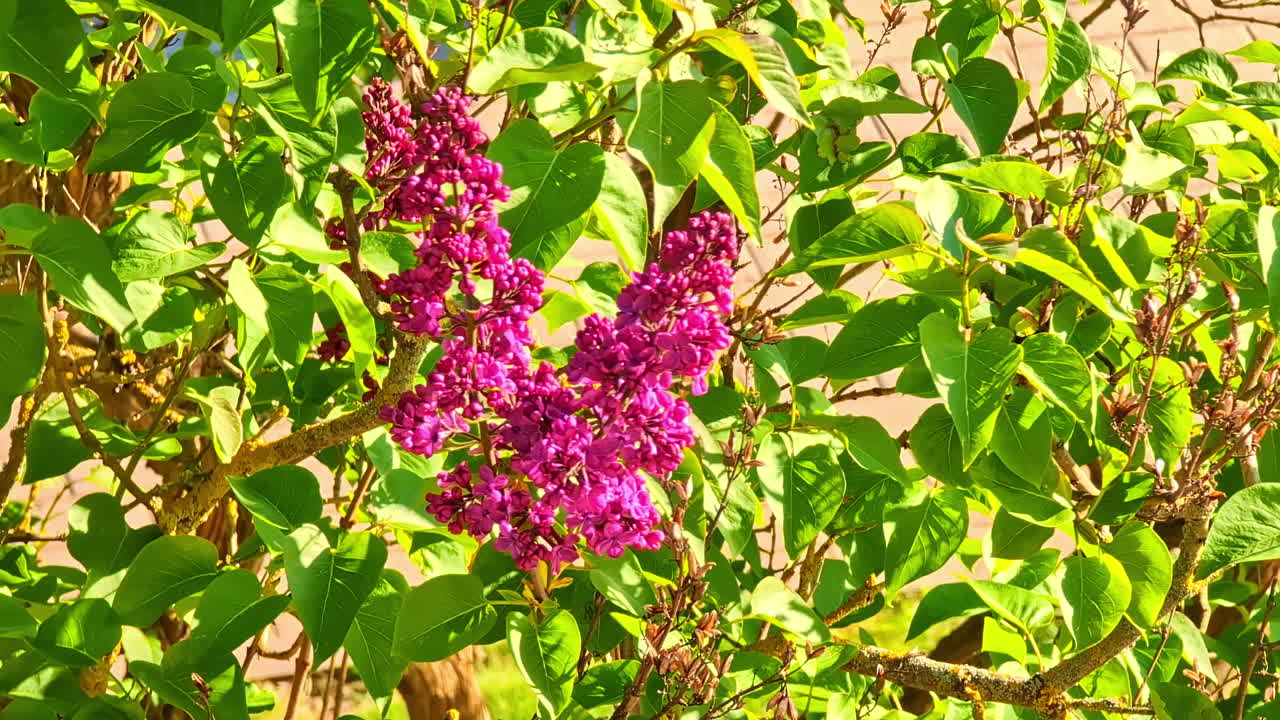 Bright Purple Lilac Blossoms Surrounded by Green Leaves in Summer Sunshine