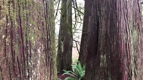 árboles marrones muy grandes y viejos que crecen en una selva tropical en canadá con helechos verdes en el suelo