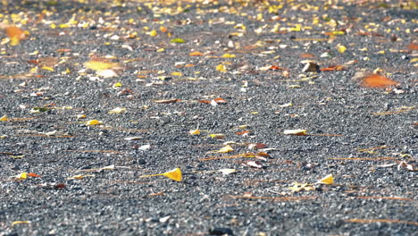 Wind-Fegt-Gefallene-Blätter-Auf-Den-Boden