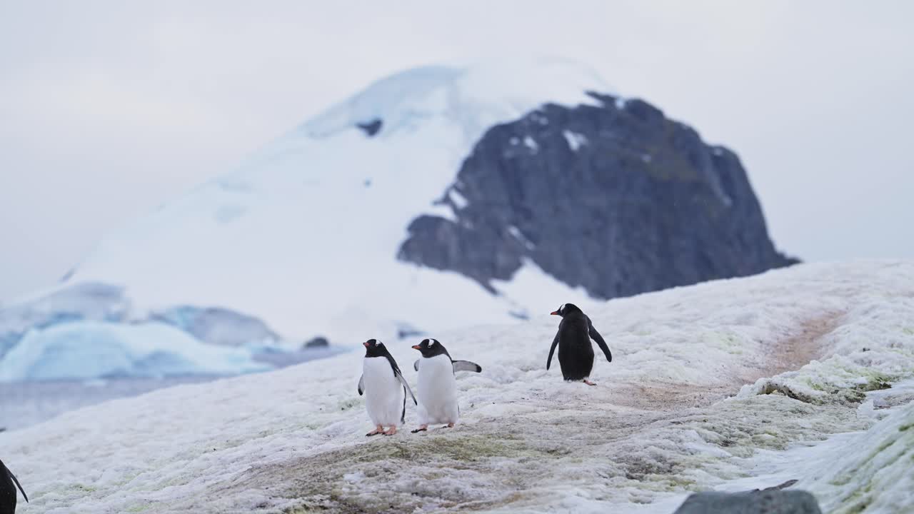 pingüinos y montañas en la antártida, pingüinos gentoo de pie con la nieve cubierta paisaje de montaña nevada en las rocas rocosas en la península antártica tierra continental vacaciones de vida silvestre