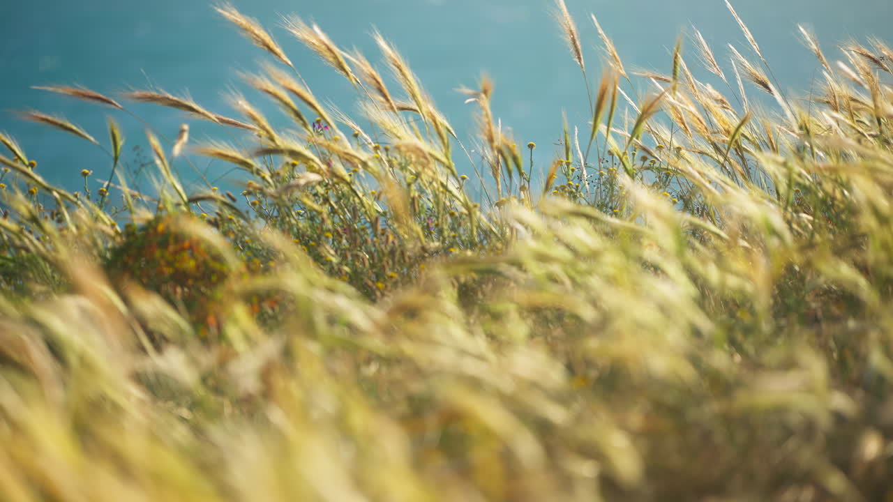 фиксированный выстрел травы, движущийся с ветром