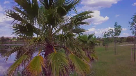 lake with palm trees aerial view