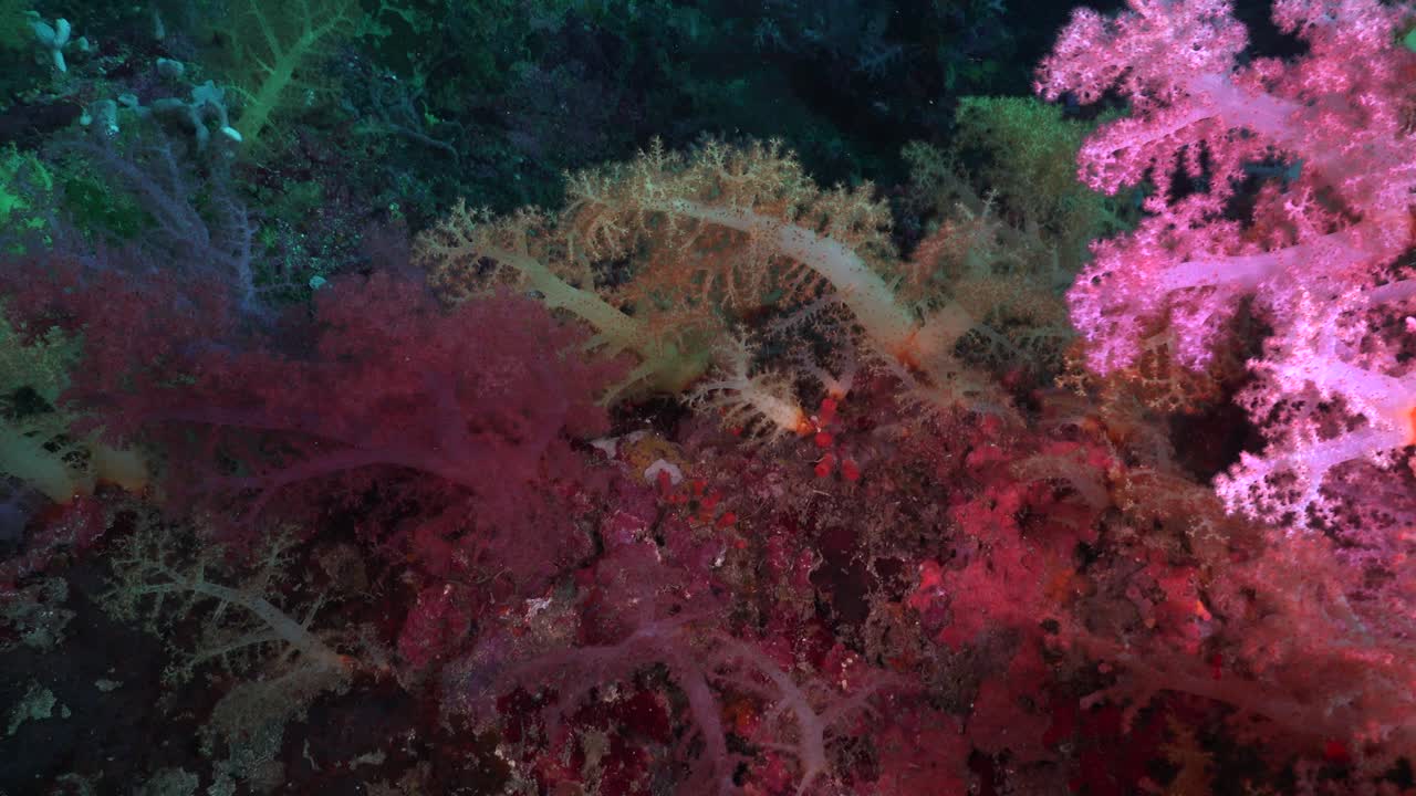 coralli molli rosa e gialli sulla barriera corallina, colpo grandangolare