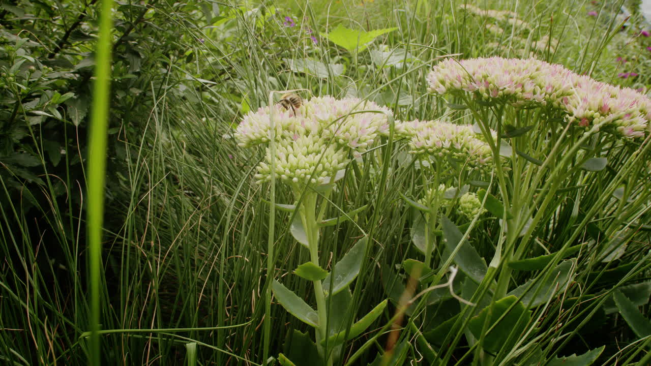 벌은 공원 정원에서 여름에 은 날에 stonecrop 꽃에 을 찾고