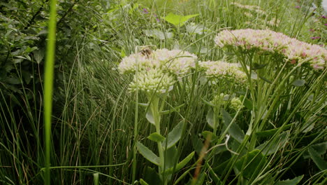 Biene-Auf-Der-Suche-Nach-Nektar-Auf-Fetthenne-Blume-An-Einem-Sonnigen-Tag-Im-Sommer-Im-Park-Garten