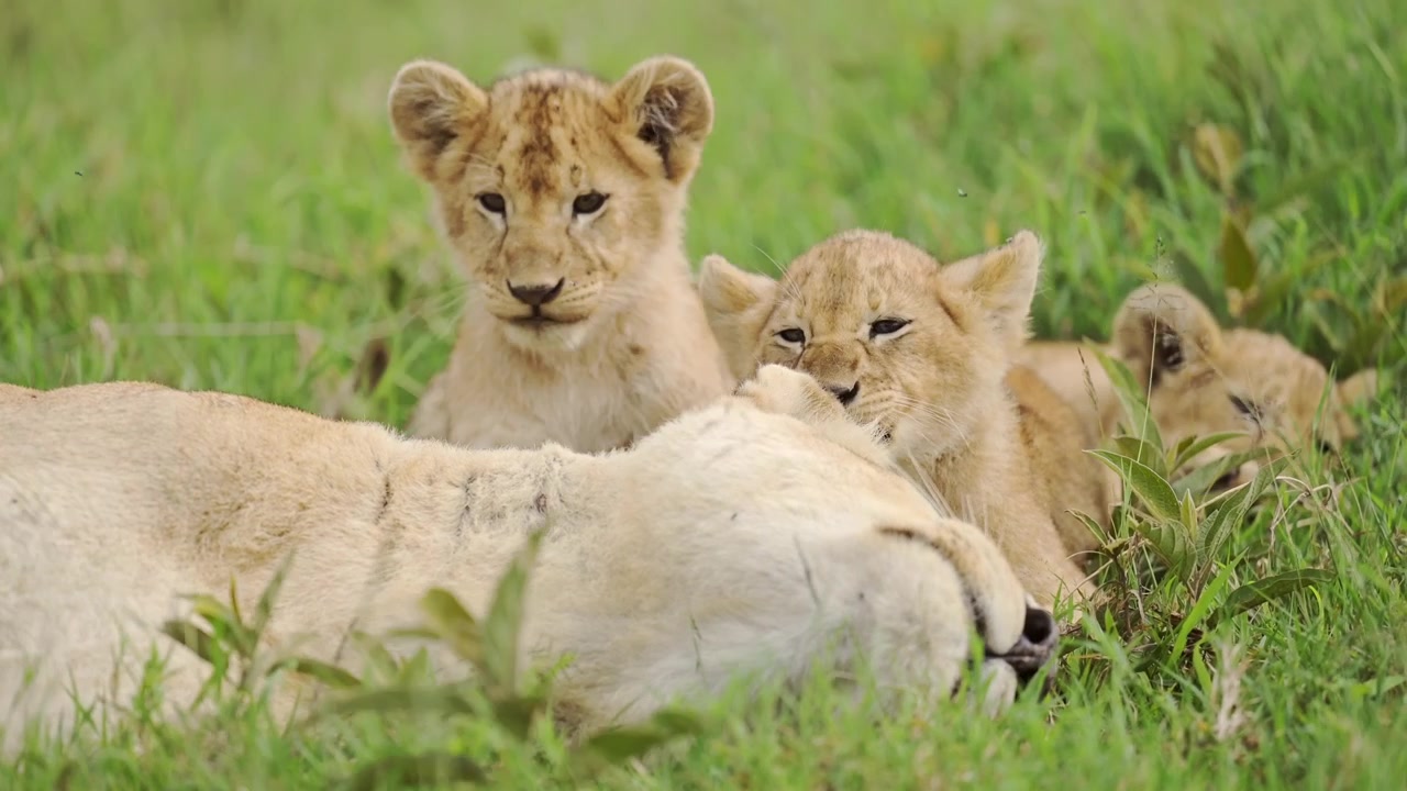 Filhotes de leão e leoa brincalhões na África, um grupo de leões com uma leoa e dois filhotes de leão travessos na Tanzânia, no Serengeti, na África, em um safári de vida selvagem de animais africanos na grama.