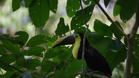 Chestnut-Mandibled-Toucan-turns-his-head-and-hears-sound,-animal-behavior