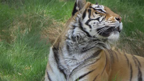 curious bengal tiger laid on grassy ground sniffing the surrounding