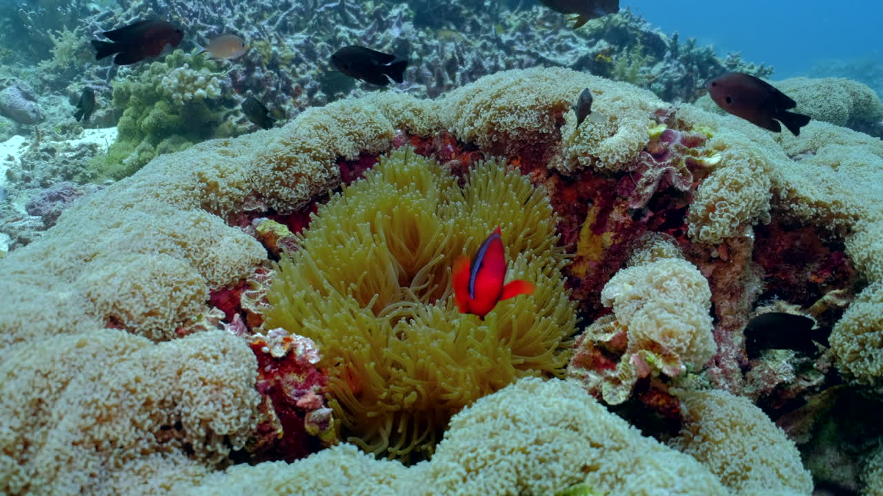 peces de colores nadando en anémona bajo el océano azul profundo