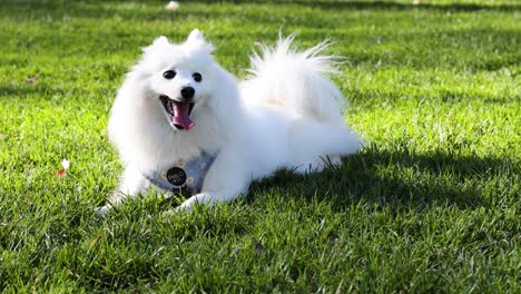 white dog laying on grass, enjoying the outdoors