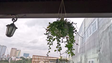 hanging plant sways gently on hanoi balcony