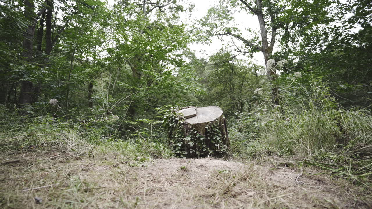 세쿼이아 캘리포니아 숲 공개에서 잘게 잘린 나무 통나무 덩어리