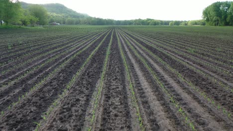 campo de maíz de primavera y río